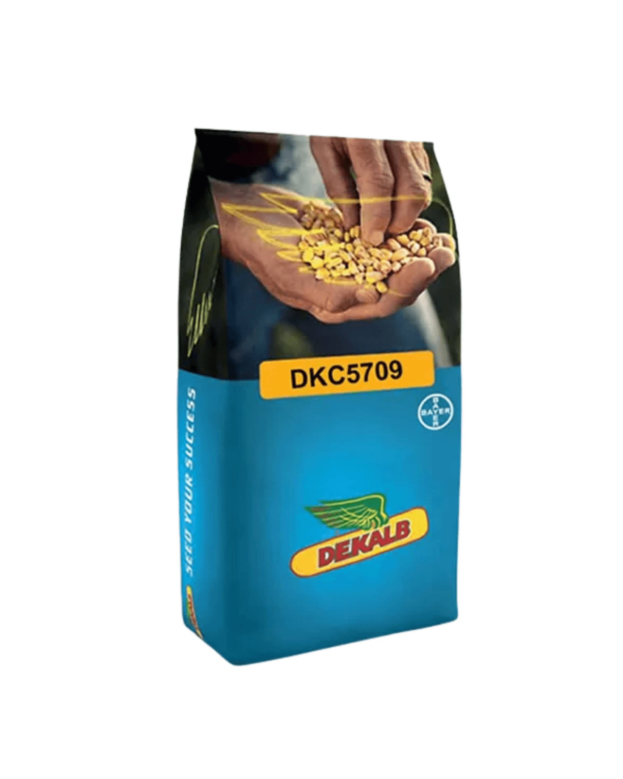 DKC5709 Mısır Tohumu